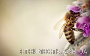 Пчелосемьи, пчелопакеты, продукты пчеловодства | Стоимость, прайс-листы и цены в городе Харьков