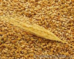 Продам пшеницу, семечки подсолнуха | Стоимость, прайс-листы и цены в городе Запорожье