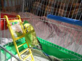 Продам попугайчика с клеткой | Стоимость, прайс-листы и цены в городе Новомосковск