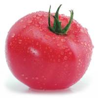Семена розового томата KASAMORI F1 / КАСАМОРИ F1 фирмы Китано | Стоимость, прайс-листы и цены в городе Херсон