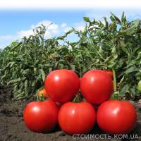 Семена томата KS 829 F1 фирмы Китано | Стоимость, прайс-листы и цены в городе Запорожье