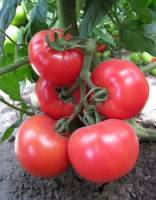 Семена розового томата KS 14 F1 фирмы Китано | Стоимость, прайс-листы и цены в городе Херсон