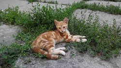 Трое котят очень нуждаются в теплом доме | Стоимость, прайс-листы и цены в городе Одесса