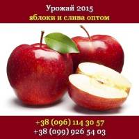 Купить яблоки урожая 2015 Опт, свежие Украина | Стоимость, прайс-листы и цены в городе Гайсин