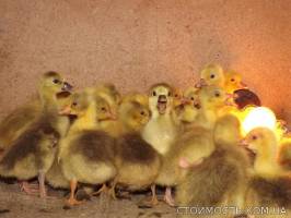 Гусята, Цыплята из Балабино | Стоимость, прайс-листы и цены в городе Запорожье