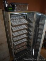 Купить Инкубатор автоматический на 1000 яиц | Стоимость, прайс-листы и цены в городе Борисполь