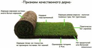 Рулонный газон от производителя под ключ, купить, Киев, цена 30грн | Стоимость, прайс-листы и цены в городе Киев