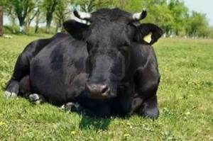 Продам корову | Стоимость, прайс-листы и цены в городе Лозовая