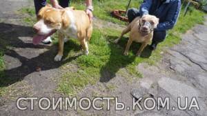 ПРОДАМ Высокопородные щенки Американского Питбультерьера | Стоимость, прайс-листы и цены в городе Лохвица