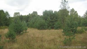 Продам землю в Волынской области | Стоимость, прайс-листы и цены в городе Ковель