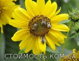 Продам 20 пчелопакетов | Стоимость, прайс-листы и цены в городе Красноград