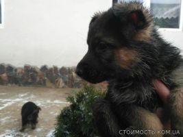 продажа щенков | Стоимость, прайс-листы и цены в городе Виноградов