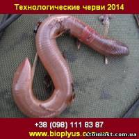 Технологические черви 2014 Рыбалка, Биогумус | Стоимость, прайс-листы и цены в городе Староконстантинов